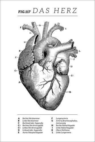 Poster Das Herz, Diagramm (Vintage)