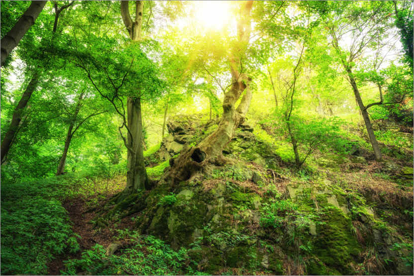 Poster Leuchtend grüner Wald mit Sonne im sagenhaften Harz