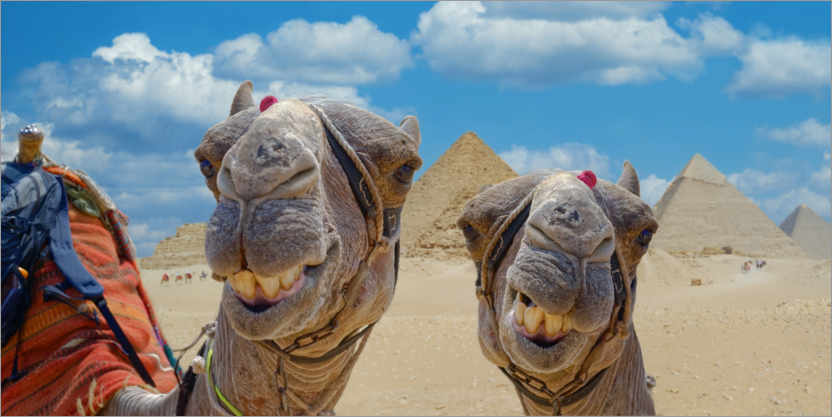 Poster Lächelnde Kamele
