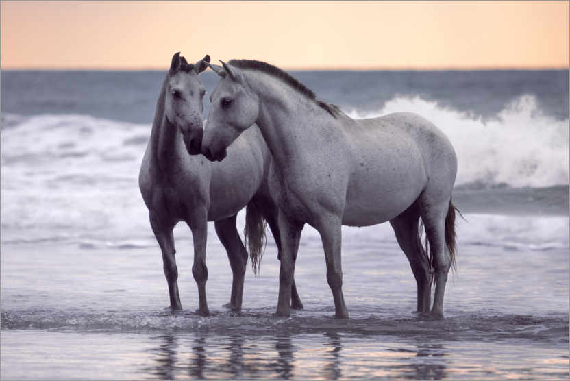 Poster Weiße Pferde am Strand