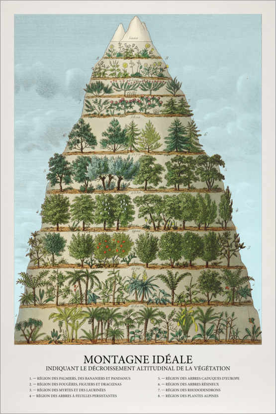 Poster Bäume und Pflanzen im Gebirge (Französisch)