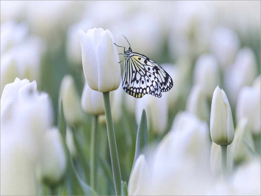 Poster Weiße Tulpen mit Schmetterling