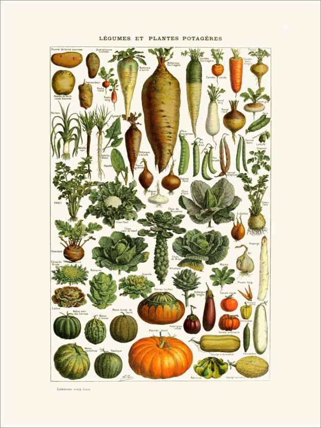 Poster Gemüse Vintage (französisch)