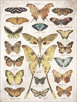 Poster  Schmetterlinge - Mike Koubou