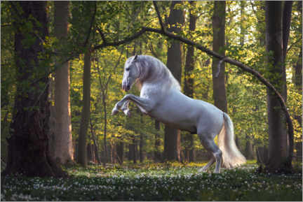 Poster  Weißes Pferd im Märchenwald - Wiebke Haas