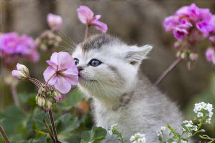 Hartschaumbild  Kätzchen zwischen Blumen - Heidi Bollich