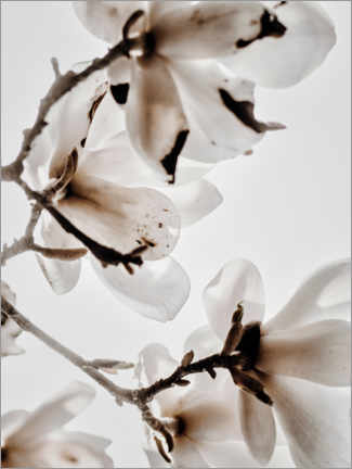 Acrylglasbild  Weiße Magnolie II - Magda Izzard