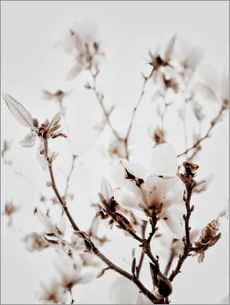 Poster Weiße Magnolie I