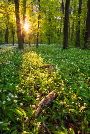 Acrylglasbild  Frühlingsabend im Wald - Dave Derbis