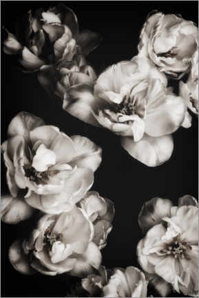 Poster Weisse Tulpen