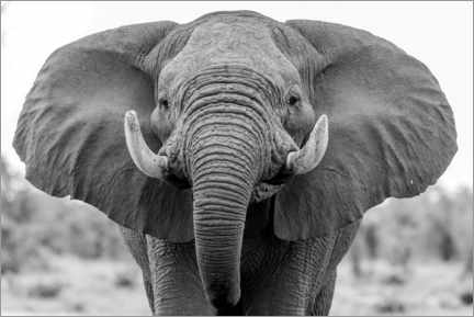 Poster Afrikanischer Elefant