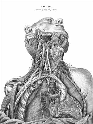 Gallery Print  Anatomie des Nervensystems im Herzen, Hals und Arm