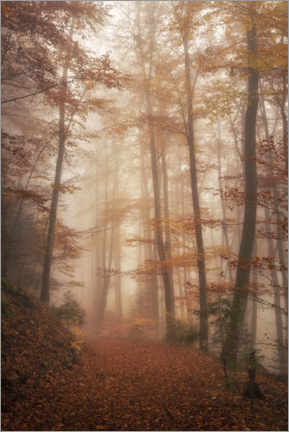 Acrylglasbild  Herbstwald - André Wandrei