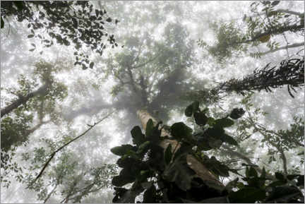 Poster Nebel im Amazonas-Regenwald