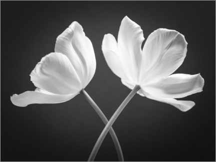 Acrylglasbild  Zwei weiße Tulpen - Assaf Frank