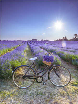 Holzbild  Ein Fahrrad am Lavendelfeld - Assaf Frank