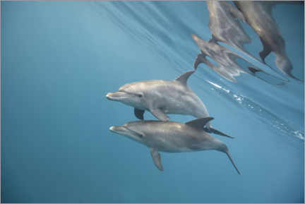 Poster  Paar Delfine unter Wasser - nitrogenic