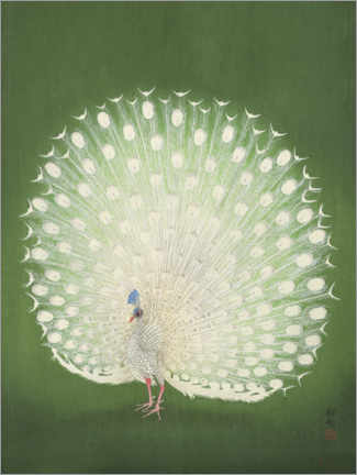 Acrylglasbild  Weißer Pfau - Ohara Koson
