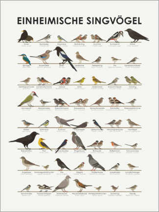 Poster  Einheimische Singvögel - Iris Luckhaus