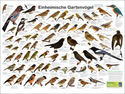 Holzbild  Einheimische Gartenvögel - Planet Poster Editions