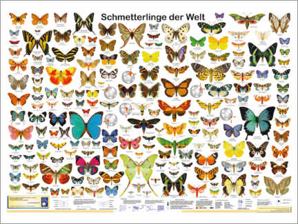 Acrylglasbild  Schmetterlinge der Welt - Planet Poster Editions