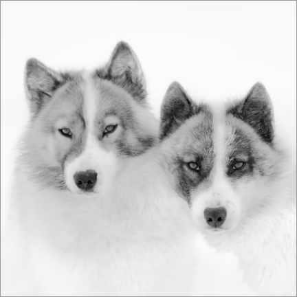 Wandbild  Zwei Schlittenhunde in der Arktis - Martin Zwick
