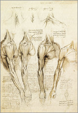 Gallery Print  Muskeln von Schulter, Arm und Hals - Leonardo da Vinci