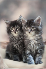 Gallery Print  Maine Coon Kittens 3 - Heidi Bollich