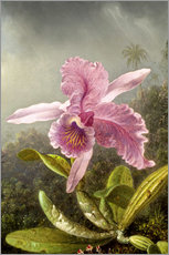 Gallery Print  Kolibri und Orchidee (Detail) - Martin Johnson Heade