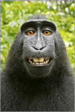 Leinwandbild  Monkey Selfie I - David Slater
