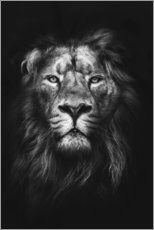 Leinwandbild Kunst-Druck 100x50 Bilder Tiere Brüllende Löwen 