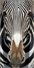 Acrylglasbild  Zebra Porträt