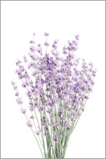 Wandbild  Duftender Lavendel - Sisi And Seb