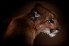Acrylglasbild  Puma - Doris Reindl