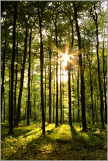 Wandsticker  Wald im Sonnenuntergang - Renate Knapp