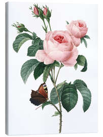 Leinwandbild  Rose von hundert Blütenblättern - Pierre Joseph Redouté