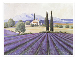 Poster Lavendelfelder