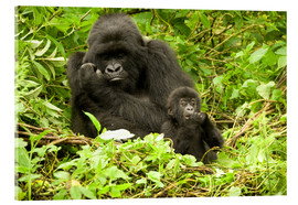 Acrylglasbild  Gorilla mit Baby im Grünen - Joe & Mary Ann McDonald