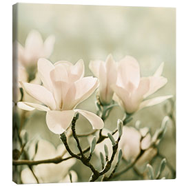 Leinwandbild  Magnolienblüten IV - Atteloi