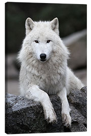 Leinwandbild  der wolf - WildlifePhotography