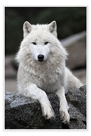 Wandbild  der wolf - WildlifePhotography