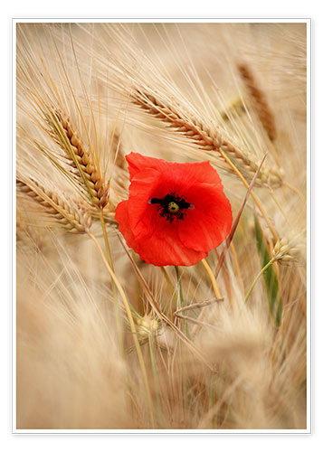 Poster Die Mohnblume im Getreide