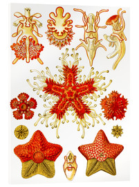 Acrylglasbild  Asteridea (Kunstformen der Natur: Grafik 40) - Ernst Haeckel