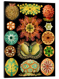 Acrylglasbild  Seescheiden, Ascidiae (Kunstformen der Natur, 1899) - Ernst Haeckel