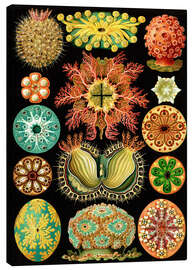 Leinwandbild  Ascidiae (Kunstformen der Natur: Grafik 85) - Ernst Haeckel
