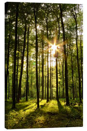 Leinwandbild  Wald im Sonnenuntergang - Renate Knapp