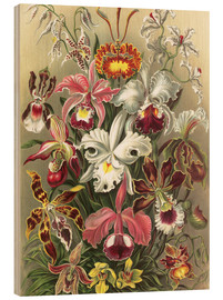 Holzbild  Orchideen, Orchidae (Kunstformen der Natur, 1899) - Ernst Haeckel