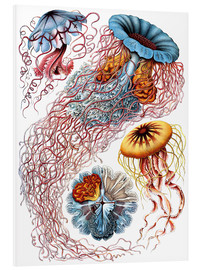 Hartschaumbild  Discomedusae (Kunstformen der Natur: Grafik 8) - Ernst Haeckel
