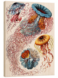 Holzbild  Semaeostomiden, Discomedusae (Kunstformen der Natur, 1899) - Ernst Haeckel