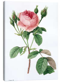 Leinwandbild  Moosrose (Rosa muscosa) - Pierre Joseph Redouté